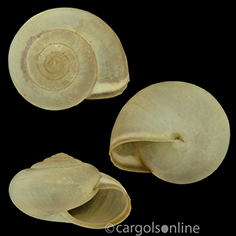 IMG_detallada/Monacha (Monacha) cartusiana.jpg